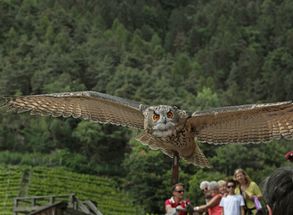 Birds of prey flight show at Tyrol Castle Hotel Lechner Urlaub holiday